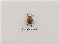 藏品(大黃葉蚤)的圖片